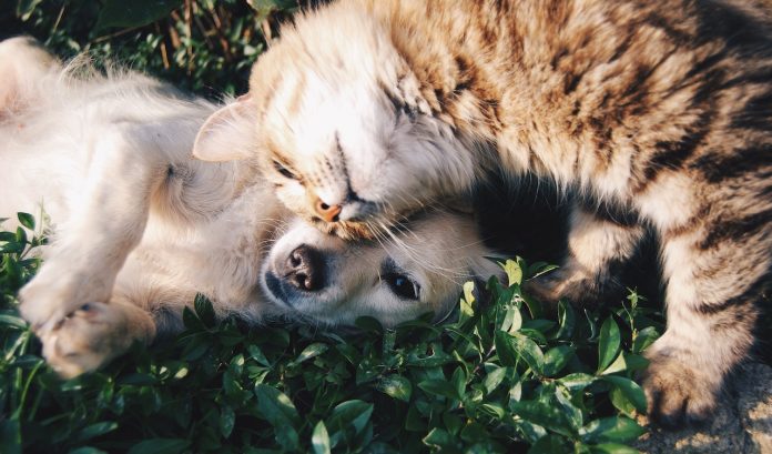 Invisible fence for pets