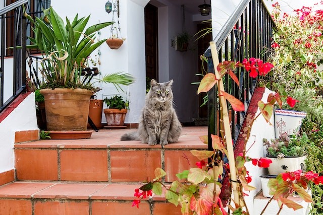 cat-sitting-by-the-stairs