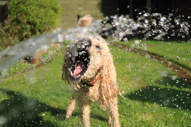 soaked-wet-long-coated-dog-opens-mouth-at-water-streams-on-green-grass