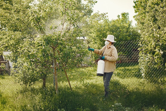 woman-in-hat-and-mask-spraying-a-tree-in-a-garden-with-pesticides