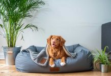 brown short coated dog on gray couch