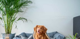 brown short coated dog on gray couch