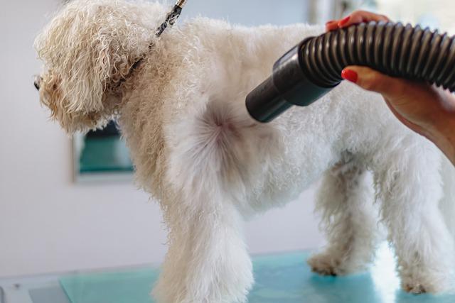 grooming-pet-salon-cute-dog-hair
