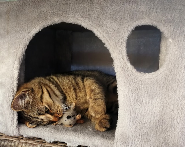 cat in the house