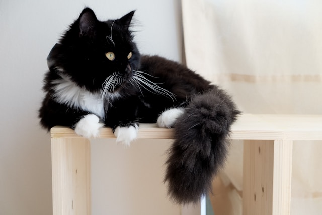 cat laying