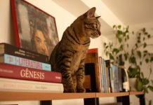cat on the shelf