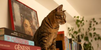cat on the shelf