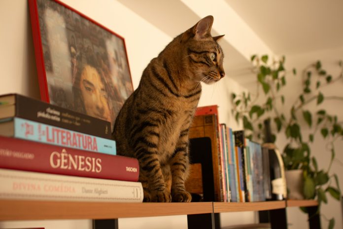 cat on the shelf